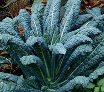 My favorite kale to winter sow is Lacinato Kale